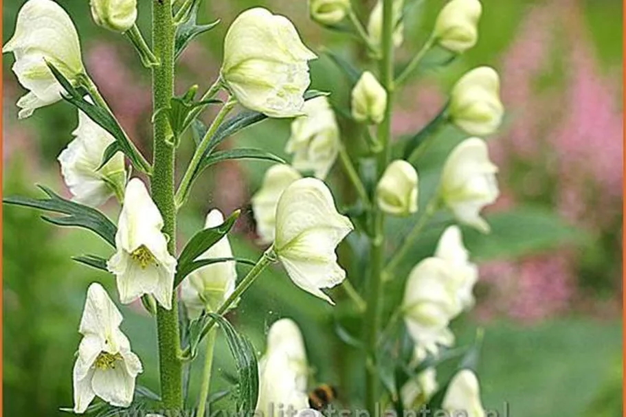 Aconitum napellus 'Album'