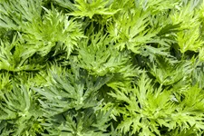 Aconitum napellus 'Album'