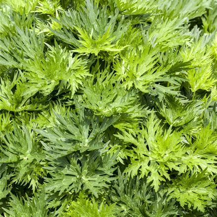 Aconitum napellus 'Album'