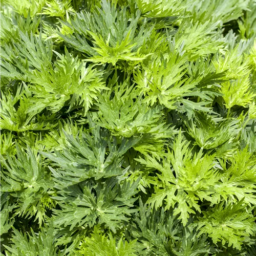 Aconitum napellus 'Album'