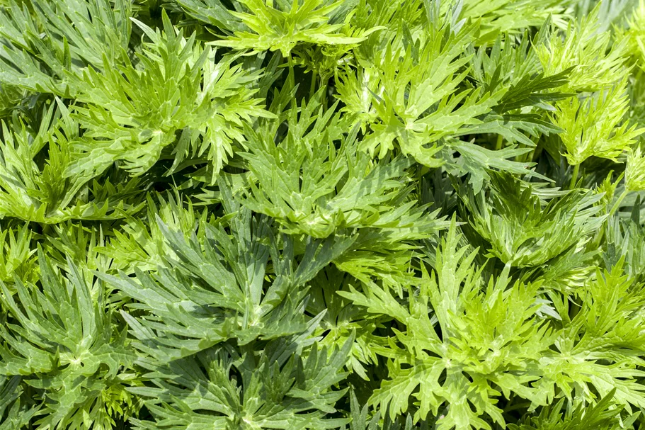 Aconitum napellus 'Album'