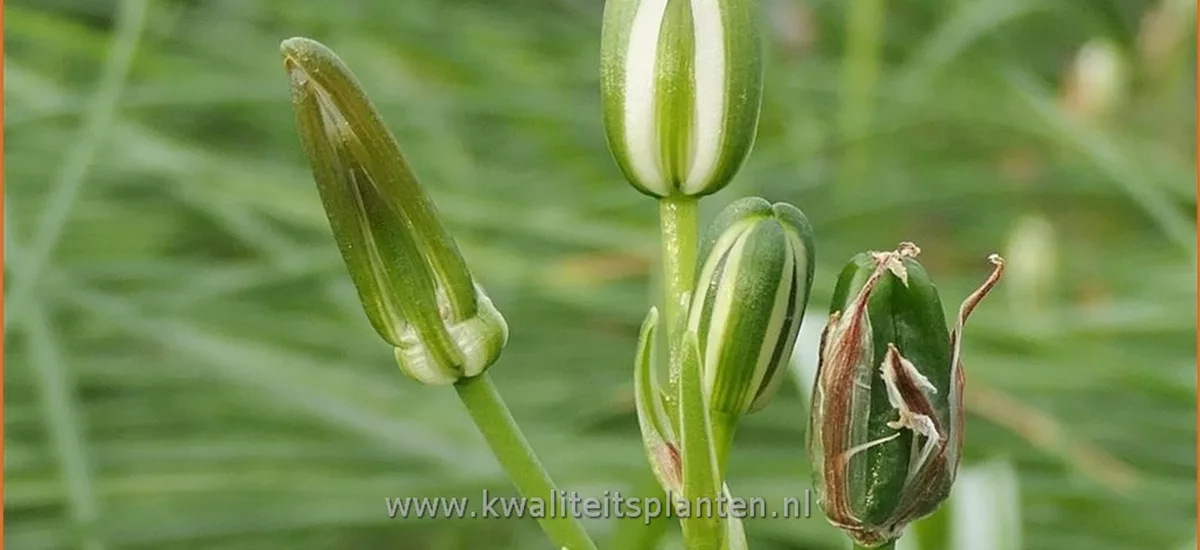 Albuca humilis