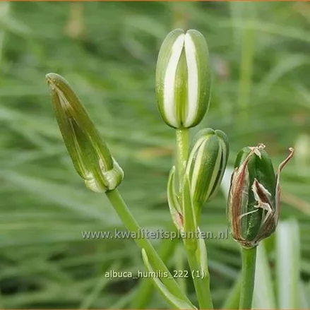 Albuca humilis