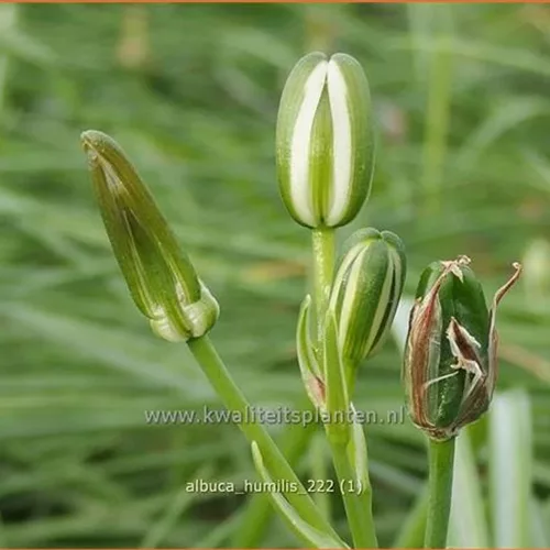 Albuca humilis