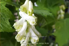 Aconitum septentrionale 'Ivorine'