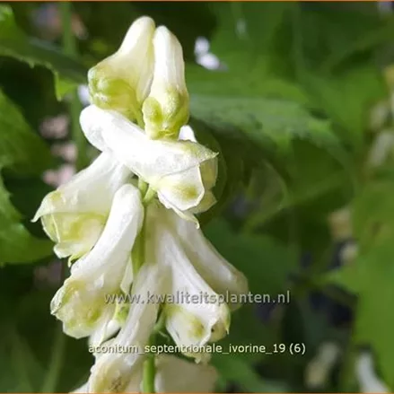 Aconitum septentrionale 'Ivorine'