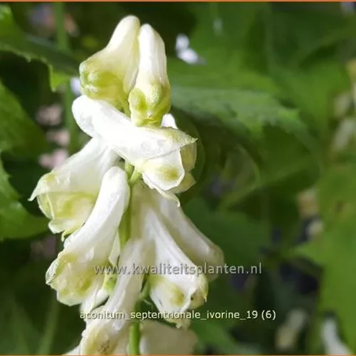 Aconitum septentrionale 'Ivorine'
