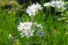 Allium tuberosum