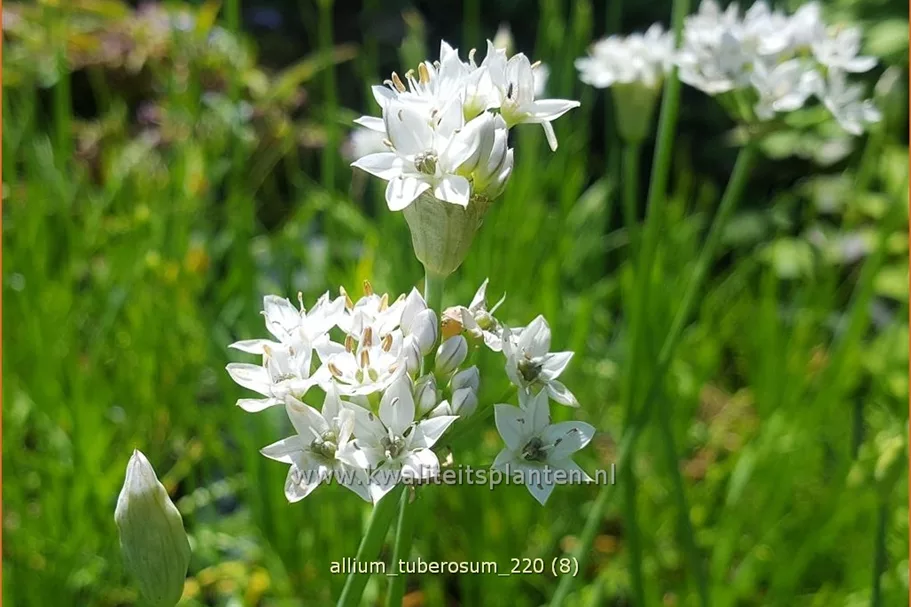 Allium tuberosum
