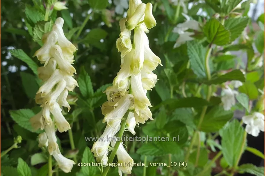 Aconitum septentrionale 'Ivorine'