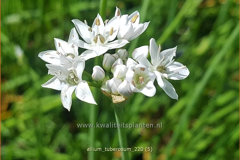 Allium tuberosum