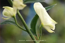Aconitum septentrionale 'Ivorine'