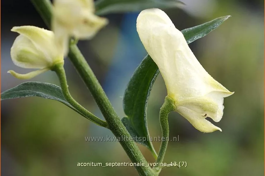 Aconitum septentrionale 'Ivorine'