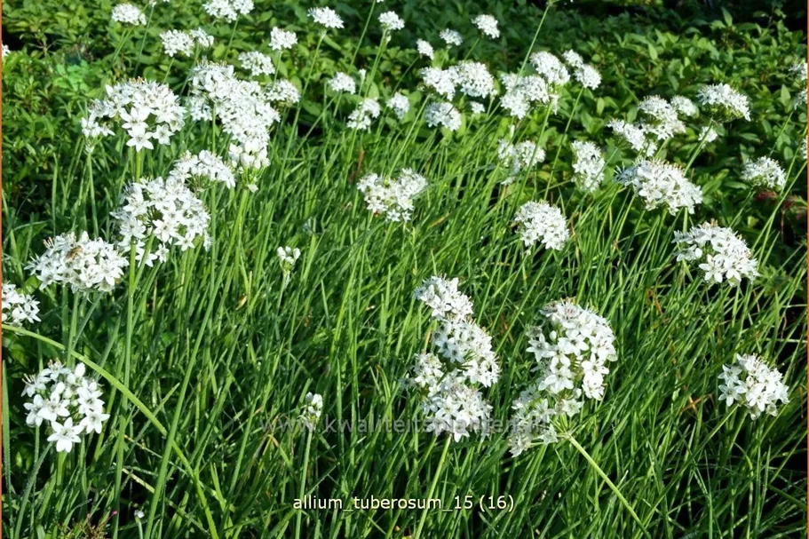 Allium tuberosum