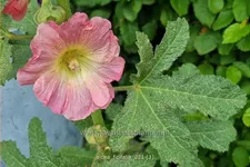 Alcea ficifolia