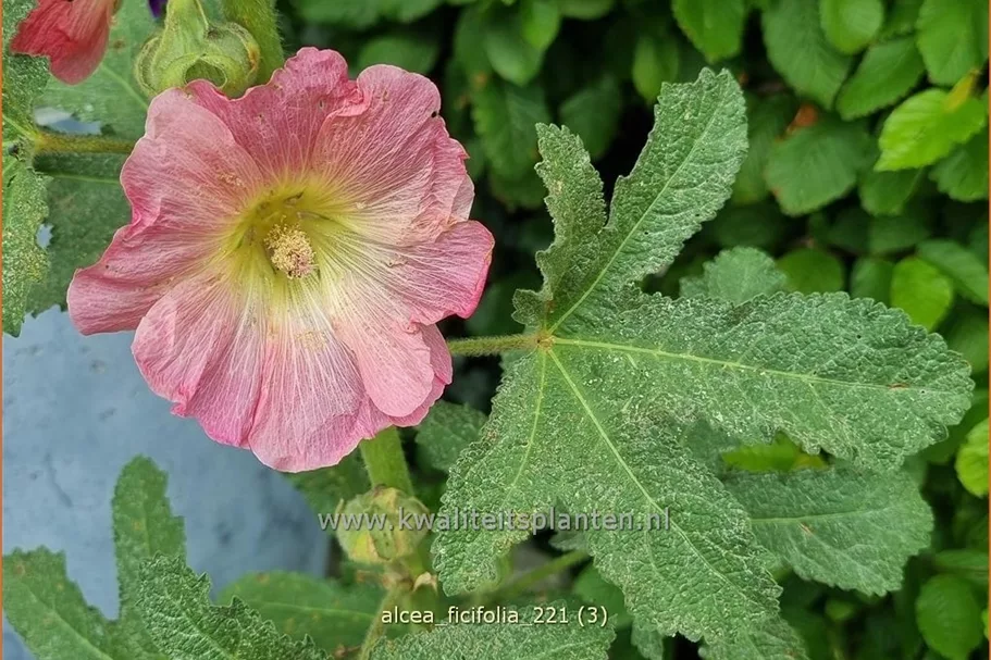 Alcea ficifolia