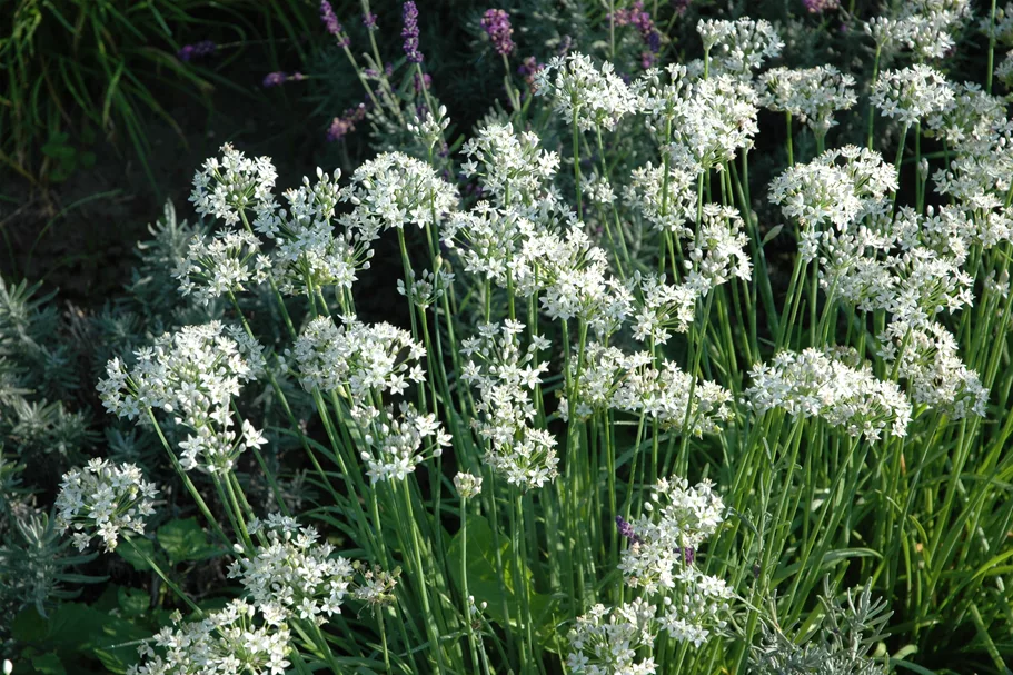 Allium tuberosum