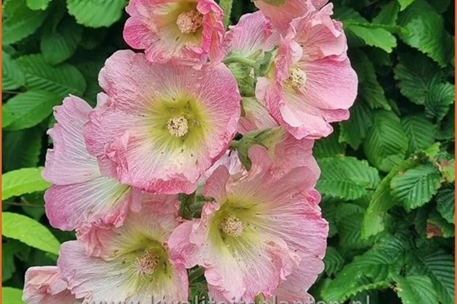 Alcea ficifolia