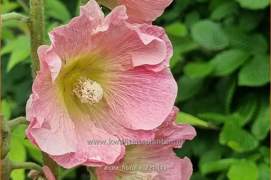Alcea ficifolia