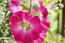 Alcea ficifolia