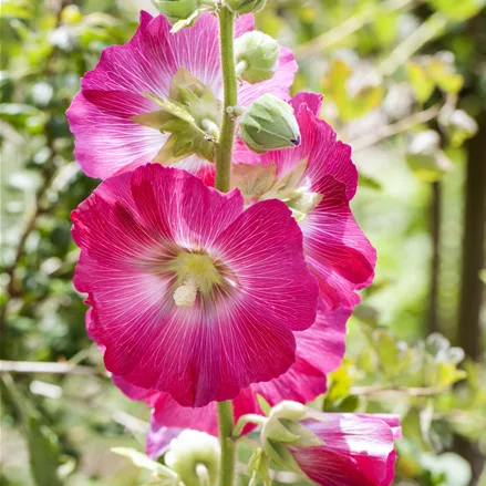 Alcea ficifolia
