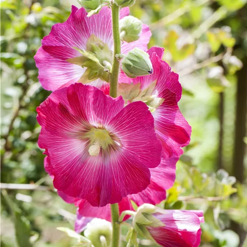 Alcea ficifolia