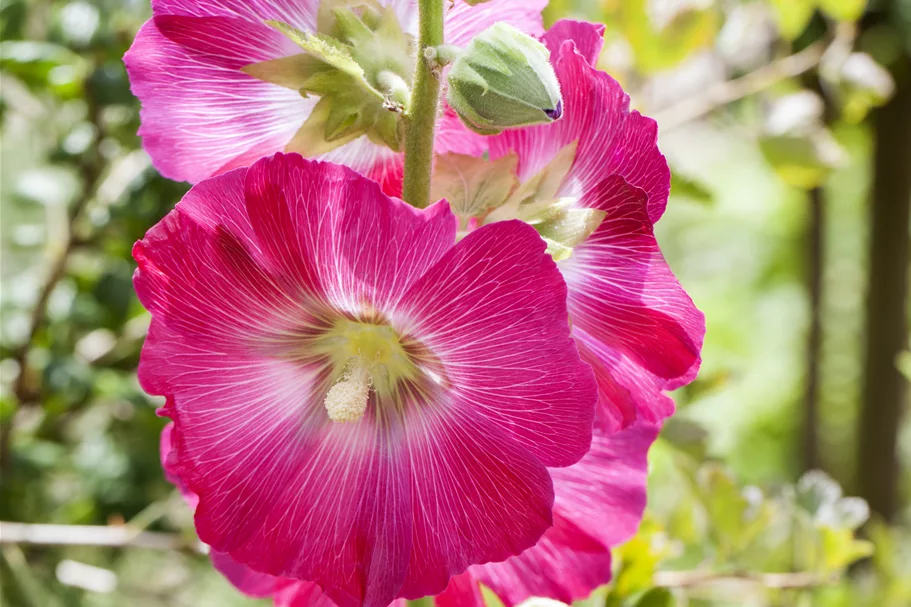 Alcea ficifolia