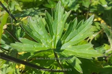 Aconitum lycoctonum ssp. vulparia