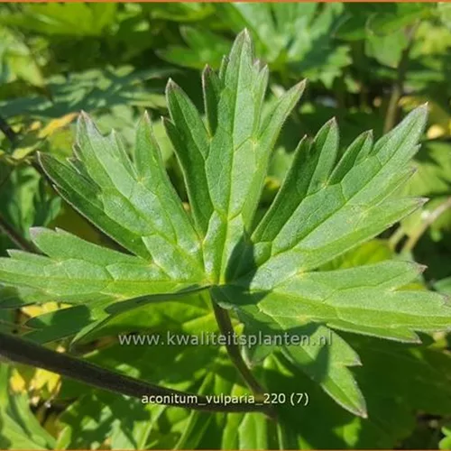 Aconitum lycoctonum ssp. vulparia