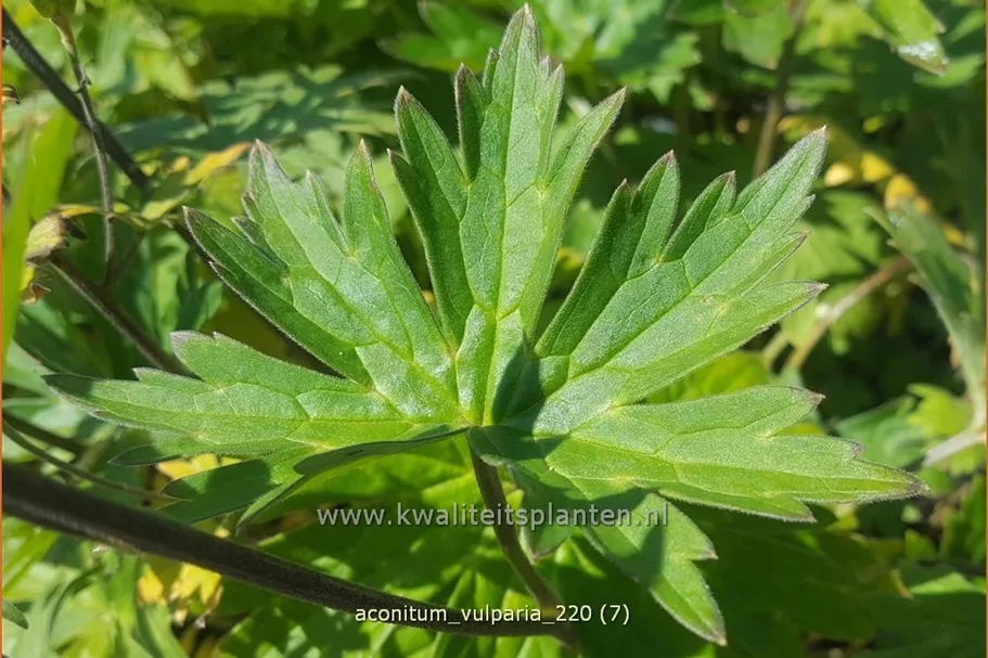 Aconitum lycoctonum ssp. vulparia