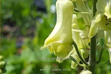 Aconitum lycoctonum ssp. vulparia