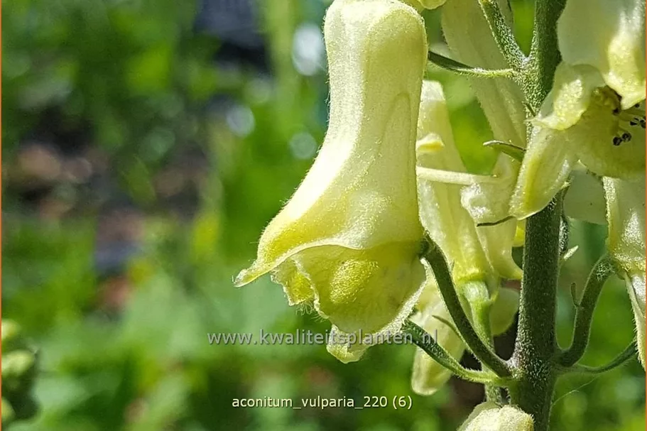 Aconitum lycoctonum ssp. vulparia
