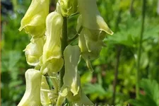 Aconitum lycoctonum ssp. vulparia