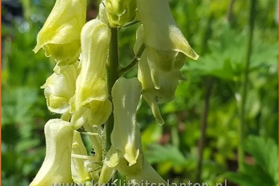 Aconitum lycoctonum ssp. vulparia