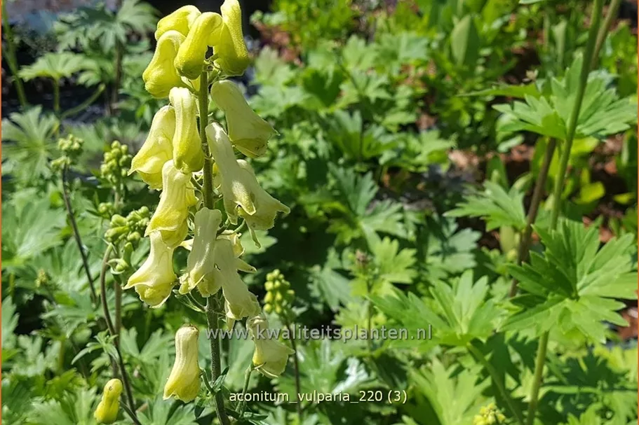 Aconitum lycoctonum ssp. vulparia
