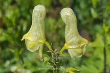 Aconitum lycoctonum ssp. vulparia