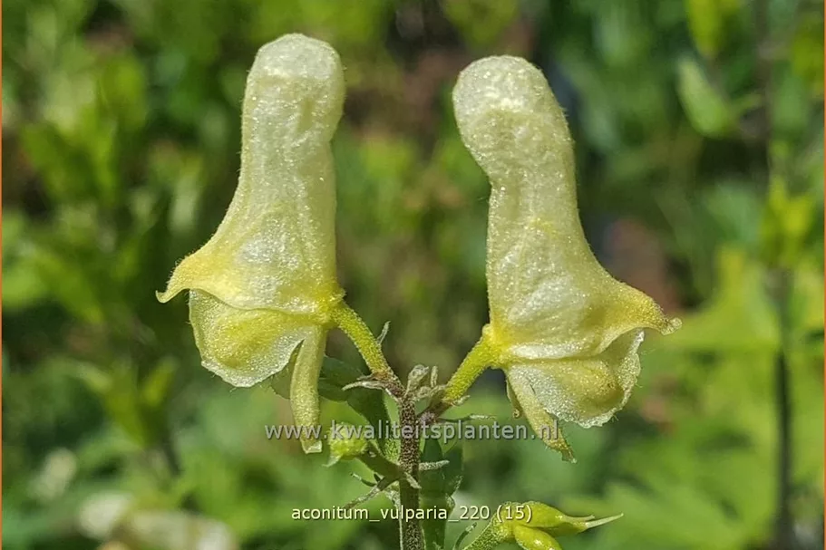 Aconitum lycoctonum ssp. vulparia