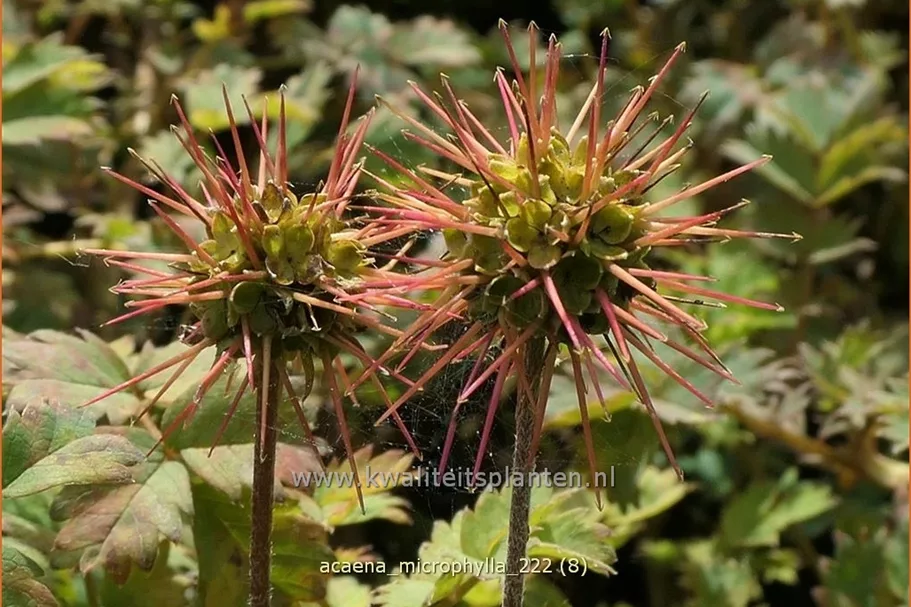Acaena microphylla