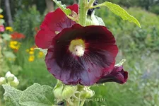 Alcea rosea 'Blacknight'