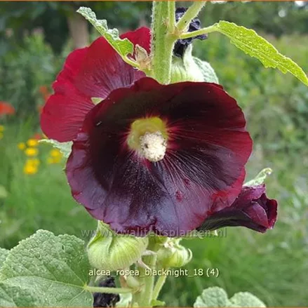 Alcea rosea 'Blacknight'