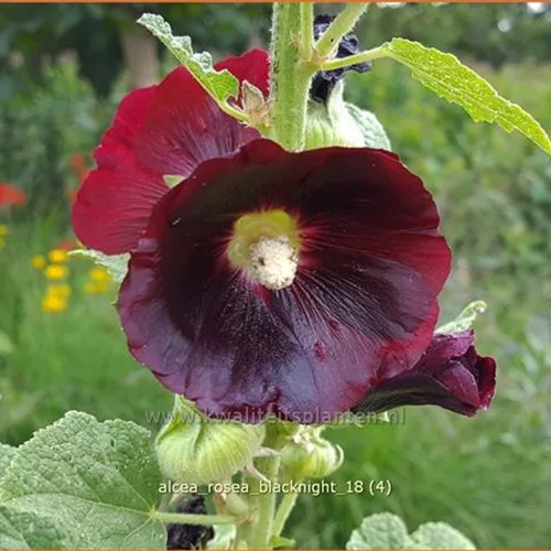 Alcea rosea 'Blacknight'