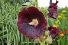 Alcea rosea 'Blacknight'