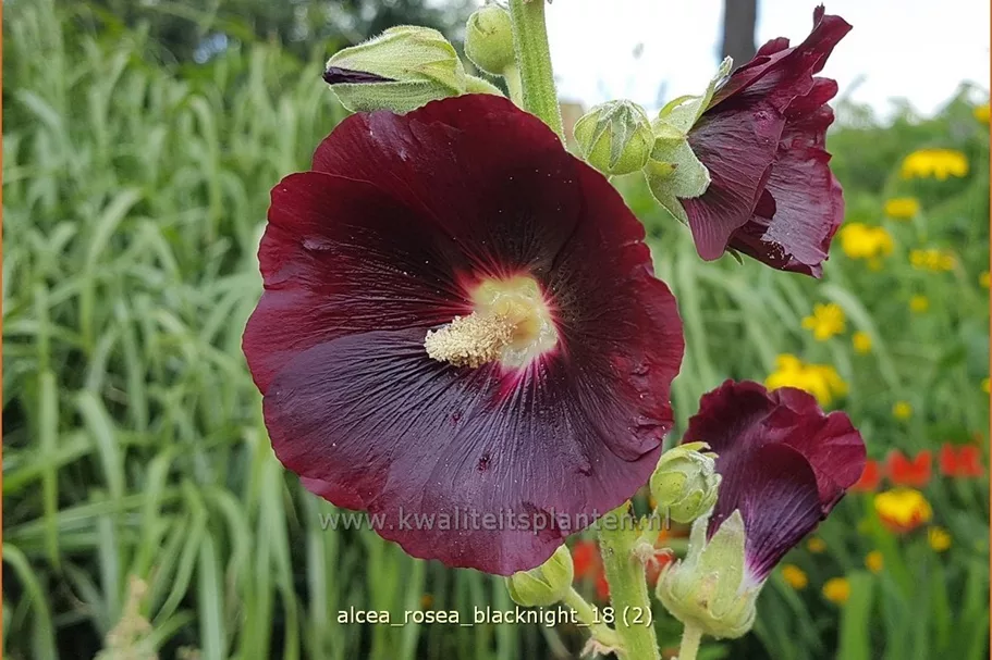 Alcea rosea 'Blacknight'