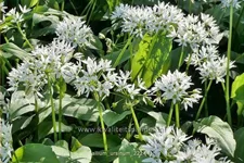 Allium ursinum