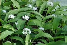 Allium ursinum