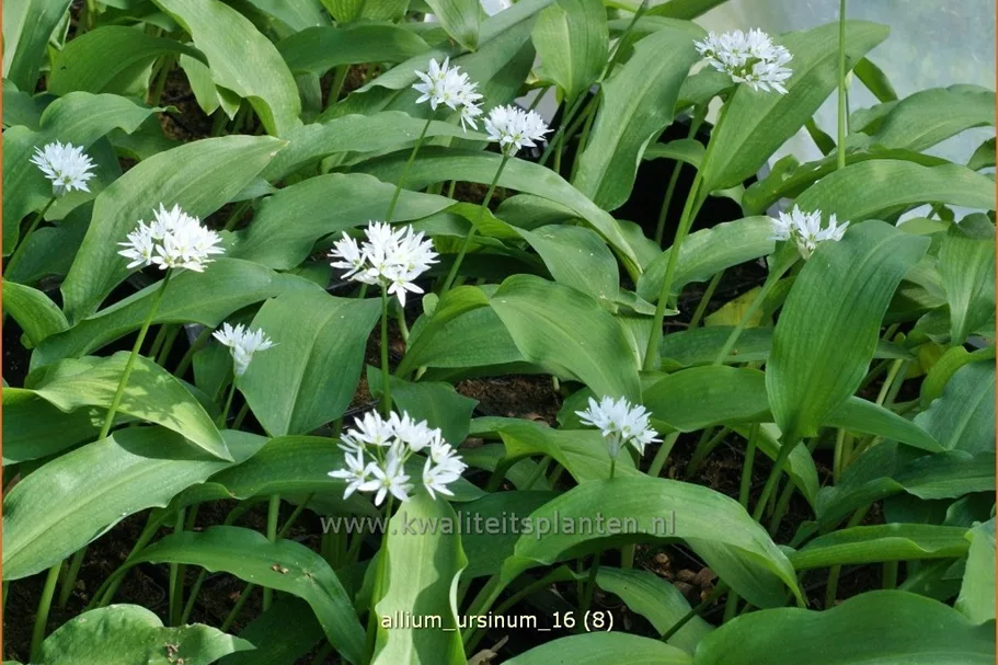 Allium ursinum