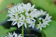 Allium ursinum