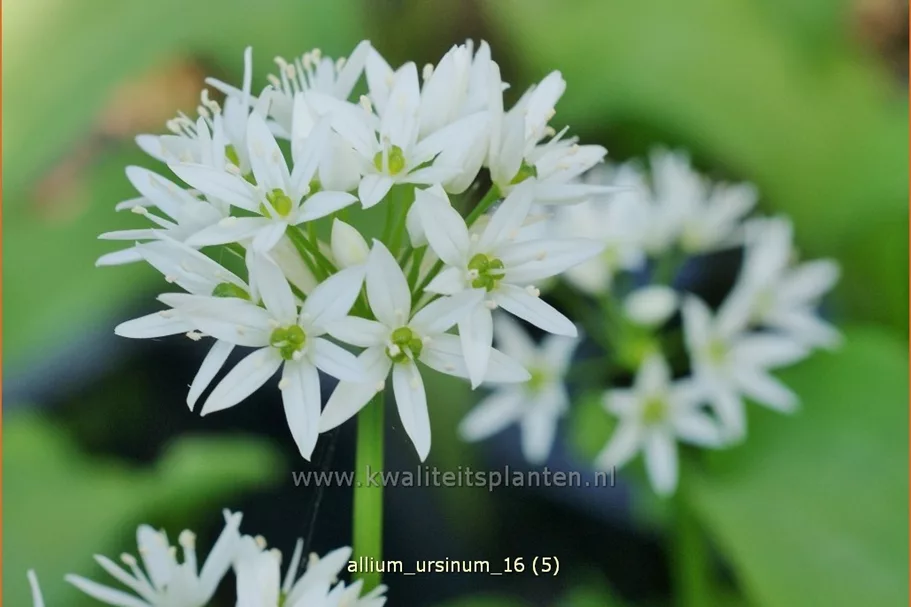 Allium ursinum