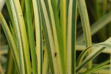 Acorus gramineus 'Ogon'