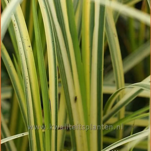 Acorus gramineus 'Ogon'